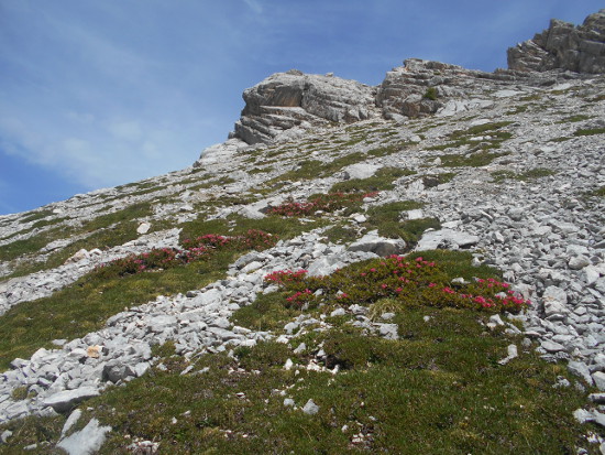 rododendri-zoldo-pelmo